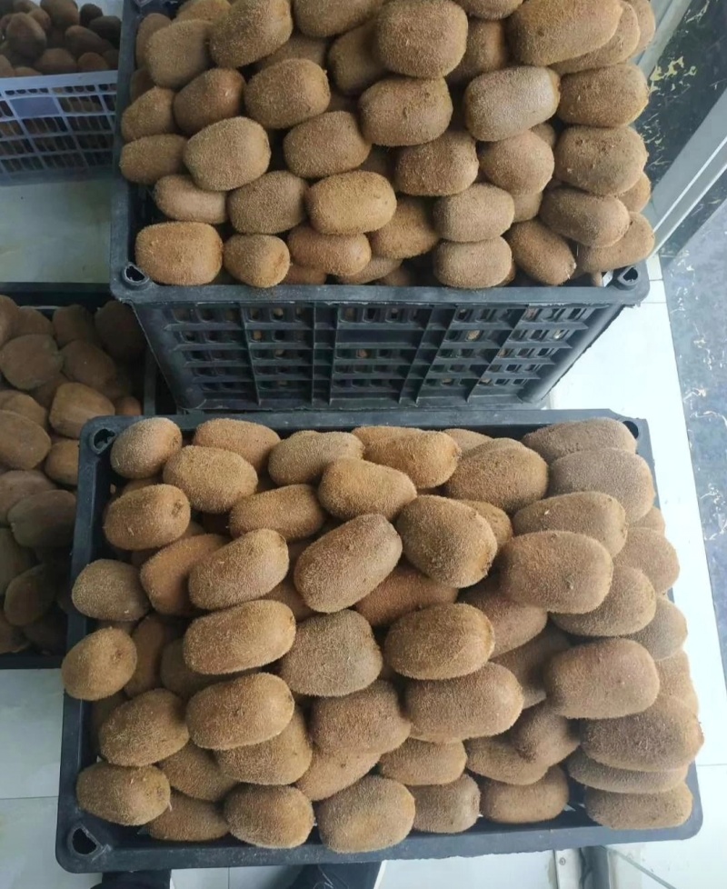 贵州猕猴桃贵长猕猴桃修文猕猴桃基地直供量大从优