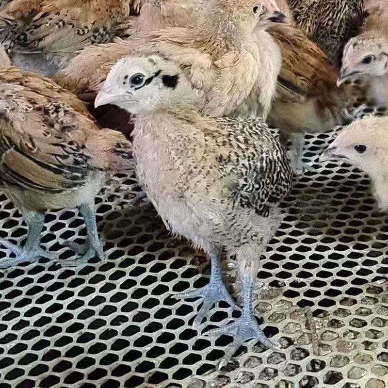 高产麻羽绿壳蛋鸡农家散养下蛋鸡