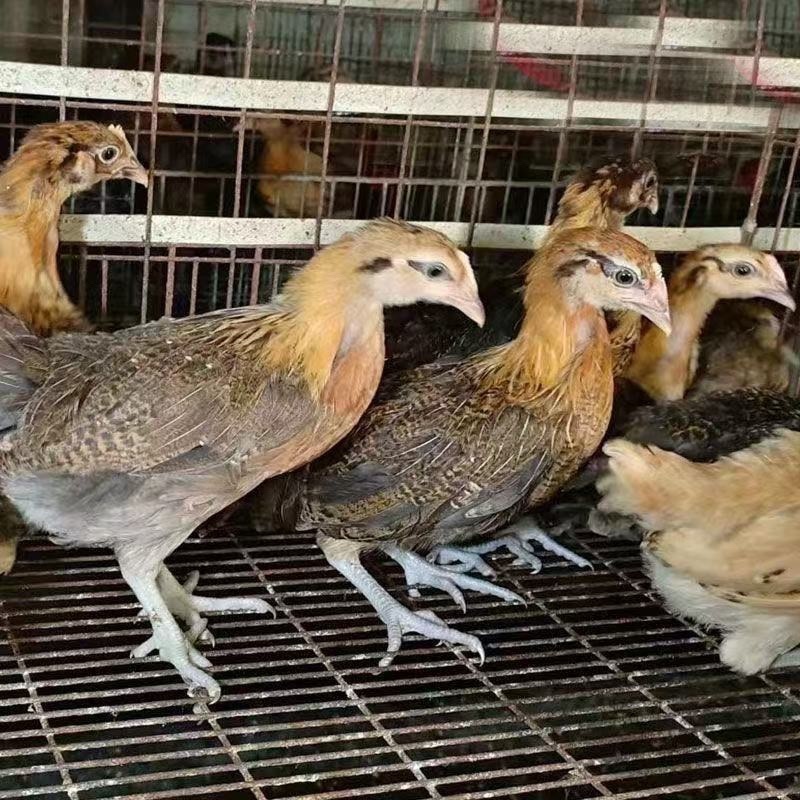 高产麻羽绿壳蛋鸡农家散养下蛋鸡