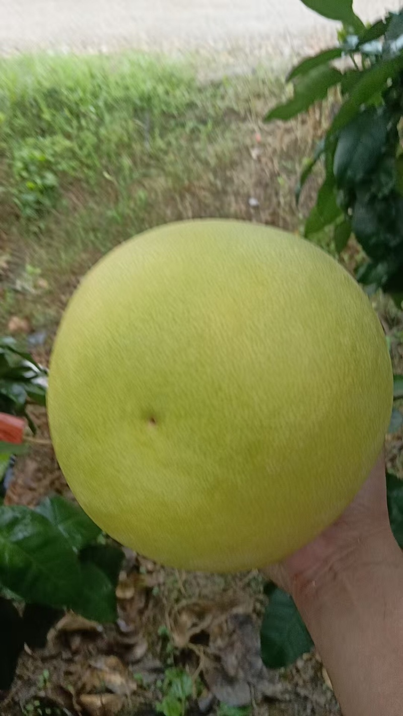 三红柚四川精品三红柚柚子皮薄多汁现摘现发代发全国