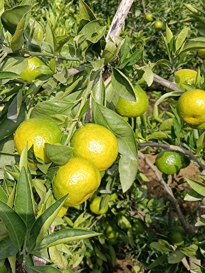 城固高山蜜橘
