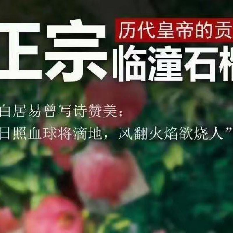 临潼石榴，汁多味甜
