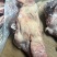 母猪猪头
