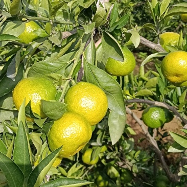 城固高山蜜橘