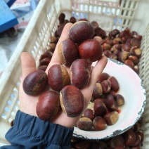 精品油板栗
