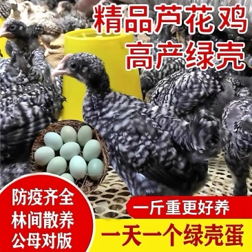 精品芦花鸡大种黑芦花鸡半大芦花鸡包邮到家基地直发