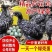 精品芦花鸡大种黑芦花鸡半大芦花鸡包邮到家基地直发