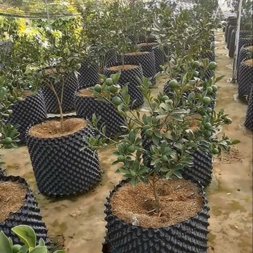 柑桔苗大量又货