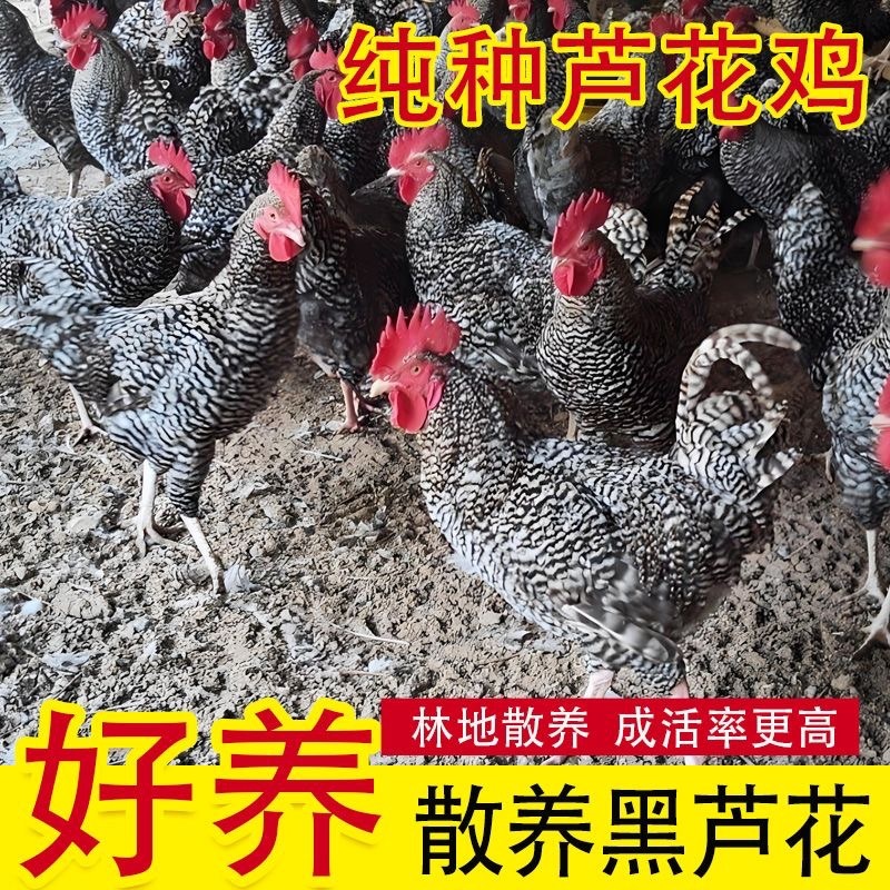 精品芦花鸡大种黑芦花鸡半大芦花鸡包邮到家基地直发