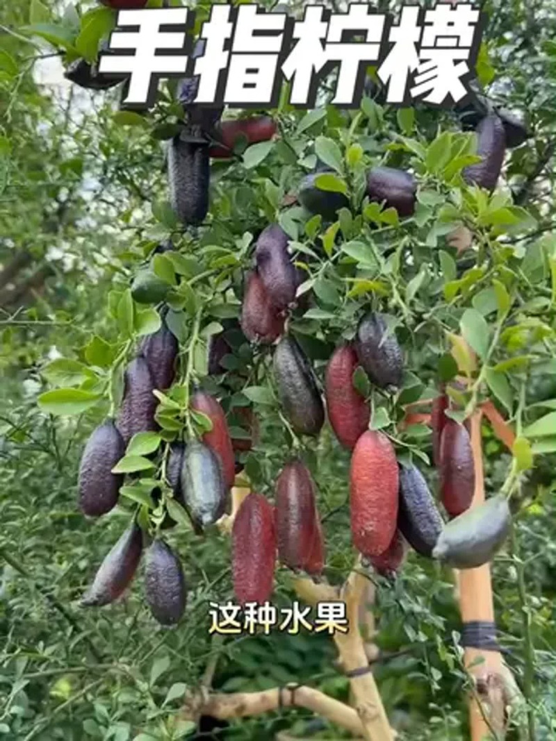 手指柠檬