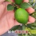 柑桔苗大量又货