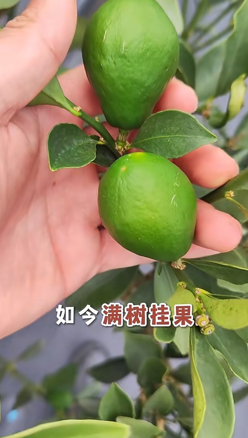 柑桔苗大量又货