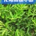 柑桔苗大量又货