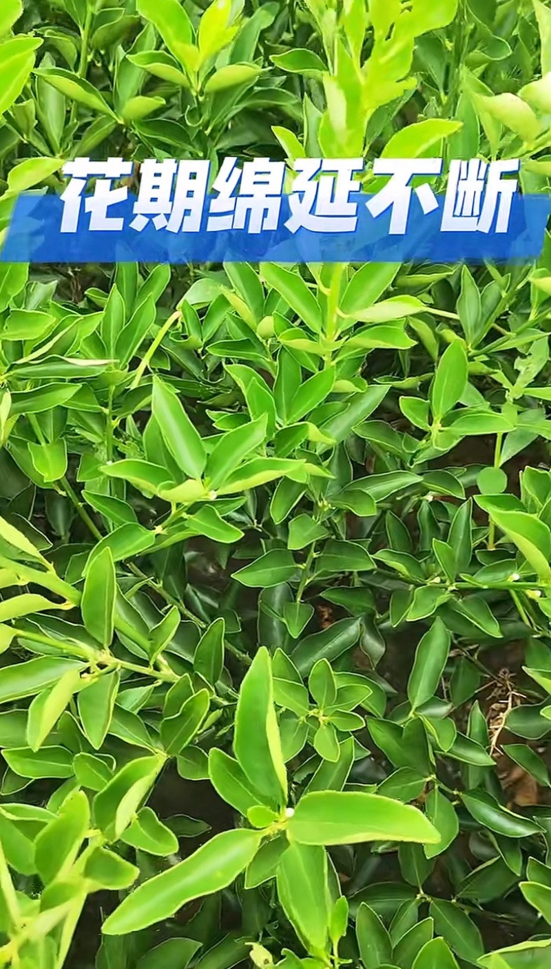 柑桔苗大量又货