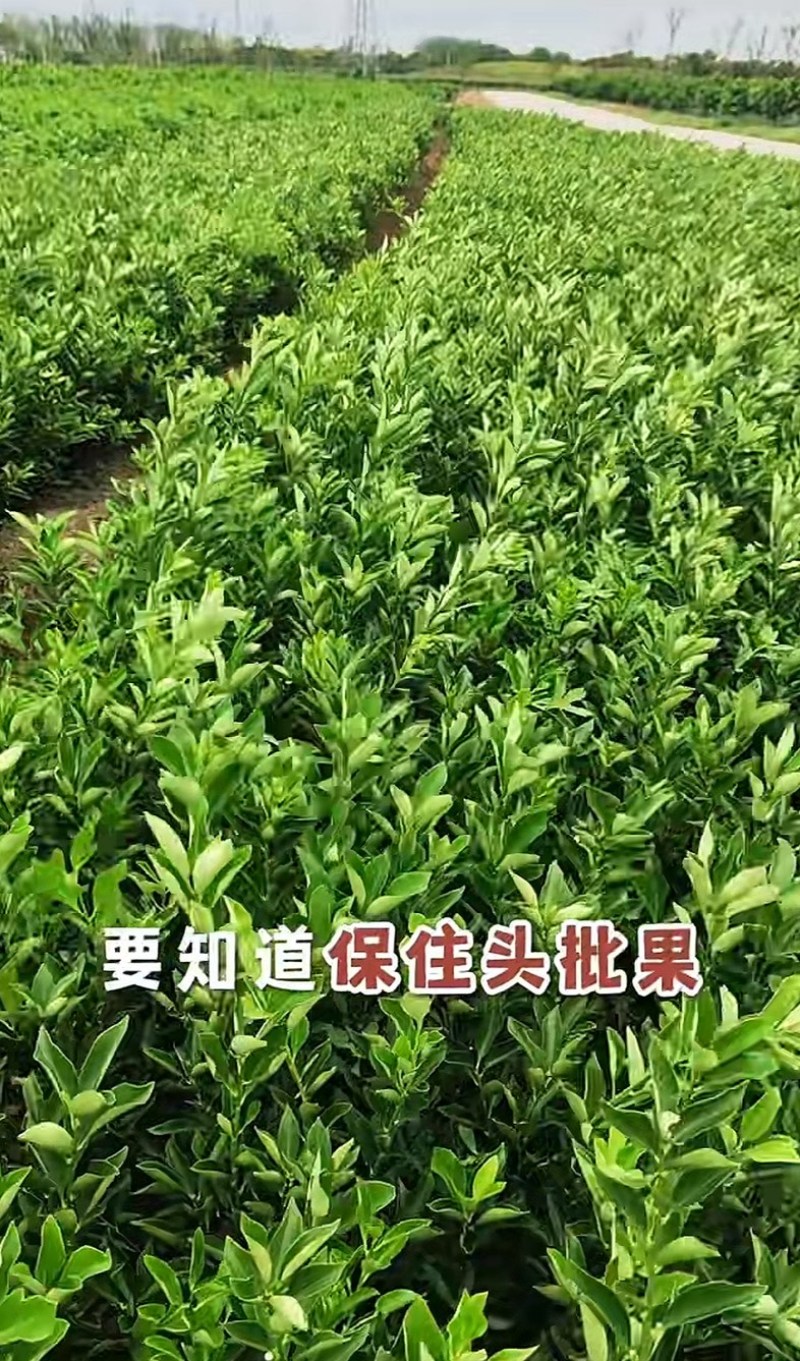 柑桔苗大量又货