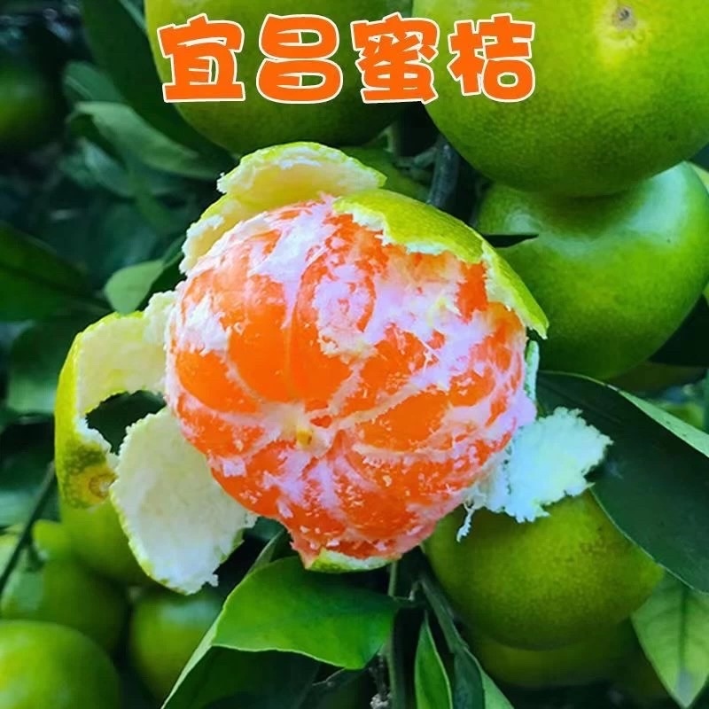 湖北宜昌蜜桔橘子柑橘桔子产地一手货源价格便宜