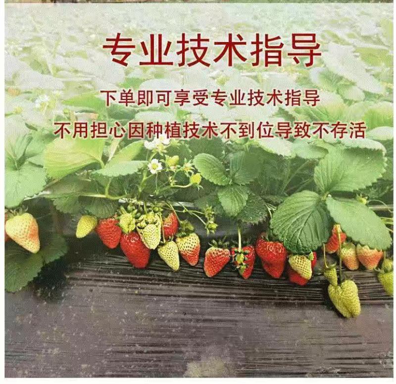 纯种脱毒穴盘苗