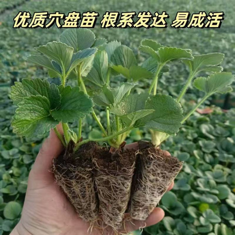 纯种脱毒穴盘苗