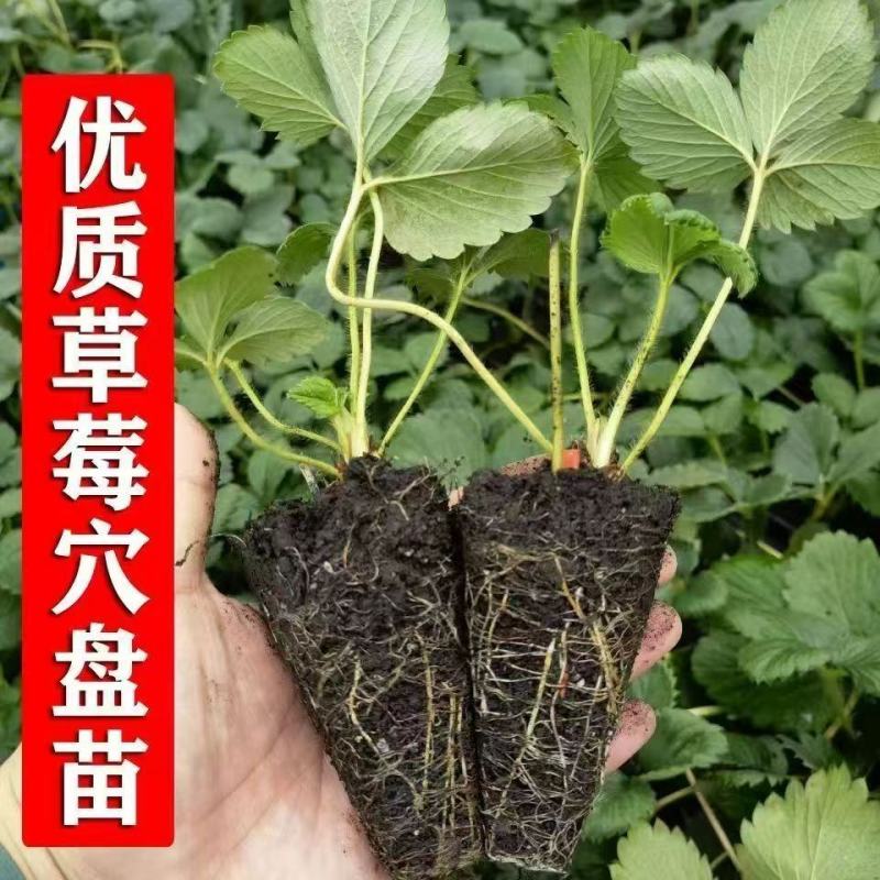 纯种脱毒穴盘苗