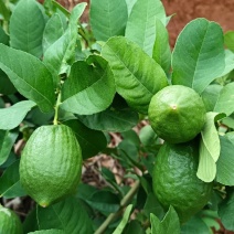 云南香水柠檬无籽柠檬露天种植大口茶冷饮店专用