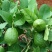 云南香水柠檬无籽柠檬露天种植大口茶冷饮店专用