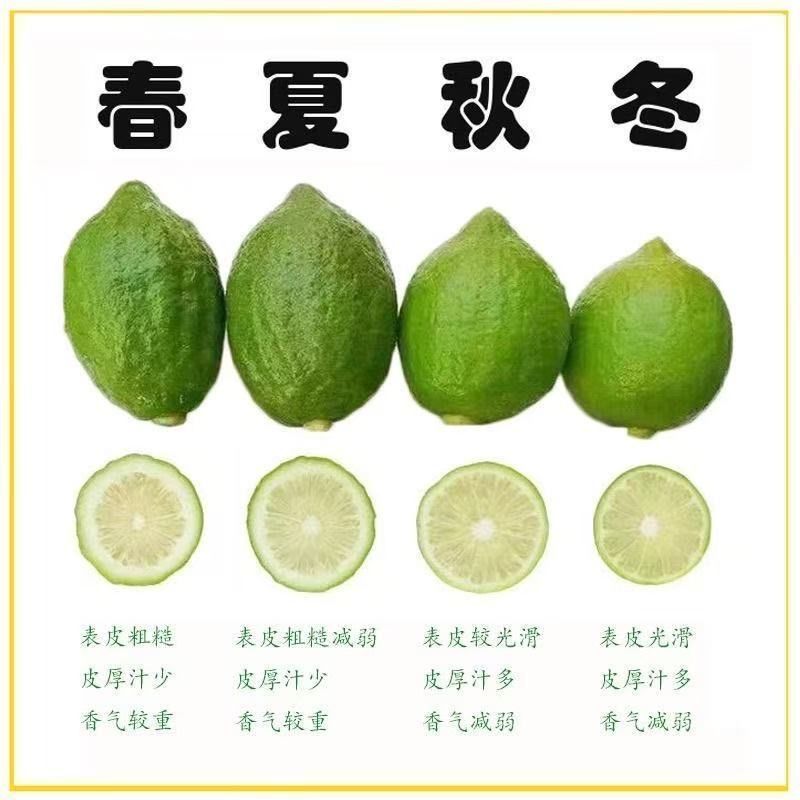 云南香水柠檬无籽柠檬露天种植大口茶冷饮店专用