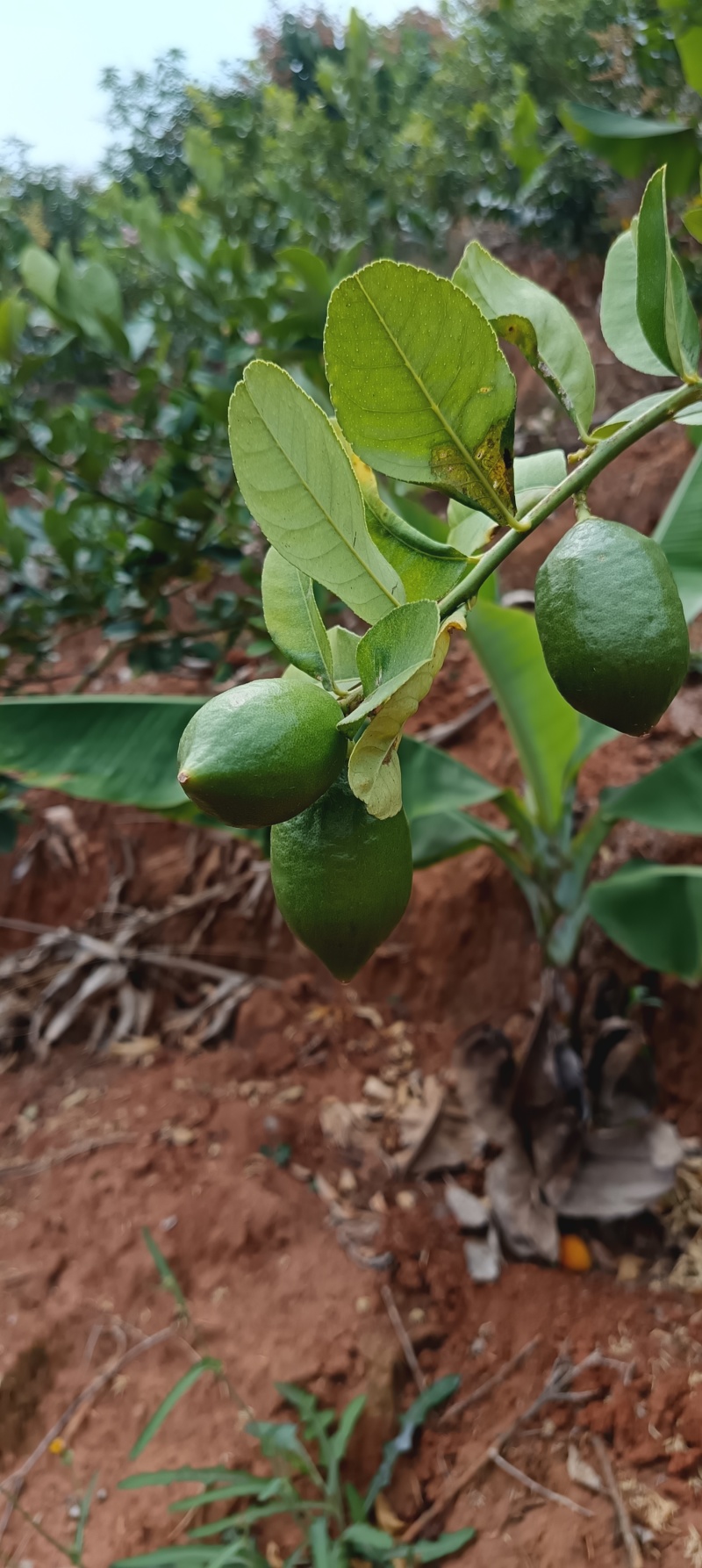 云南香水柠檬无籽柠檬露天种植大口茶冷饮店专用
