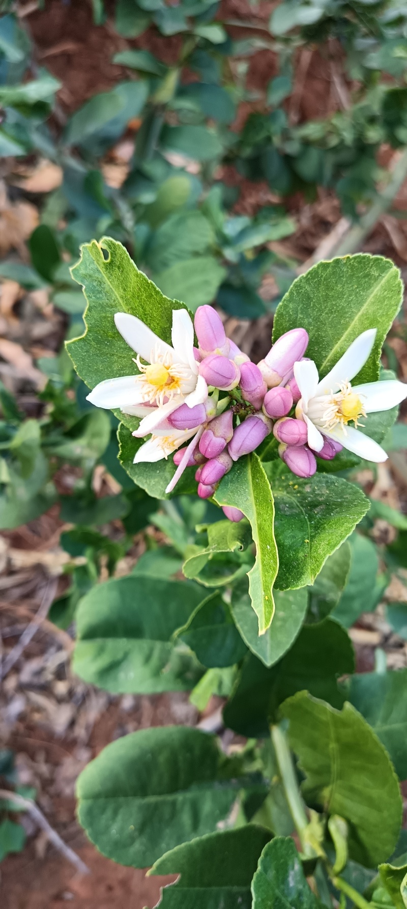 云南香水柠檬无籽柠檬露天种植大口茶冷饮店专用