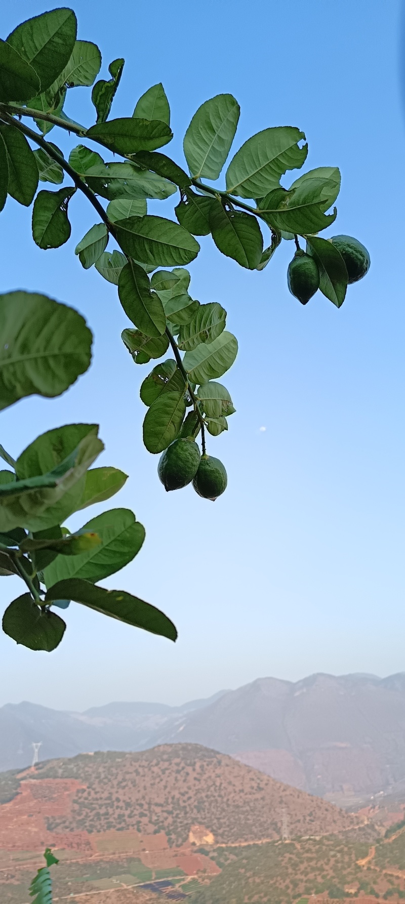 云南香水柠檬无籽柠檬露天种植大口茶冷饮店专用
