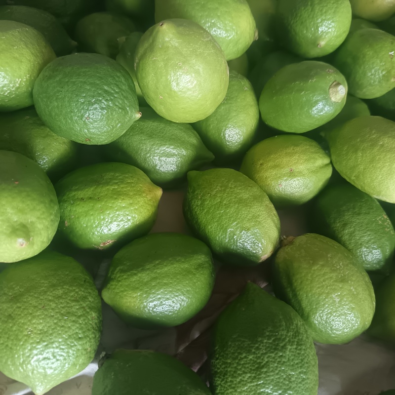 云南香水柠檬无籽柠檬露天种植大口茶冷饮店专用