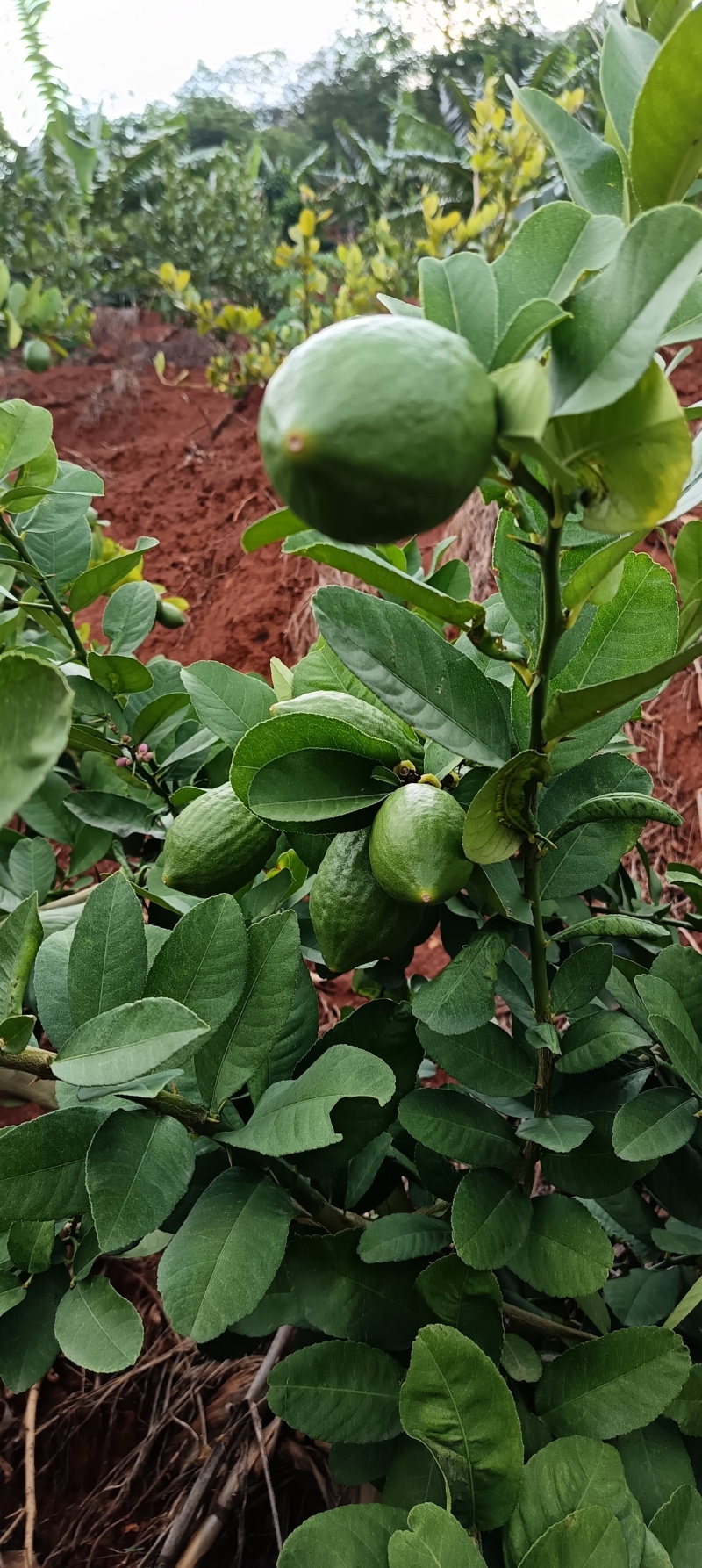 云南香水柠檬无籽柠檬露天种植大口茶冷饮店专用
