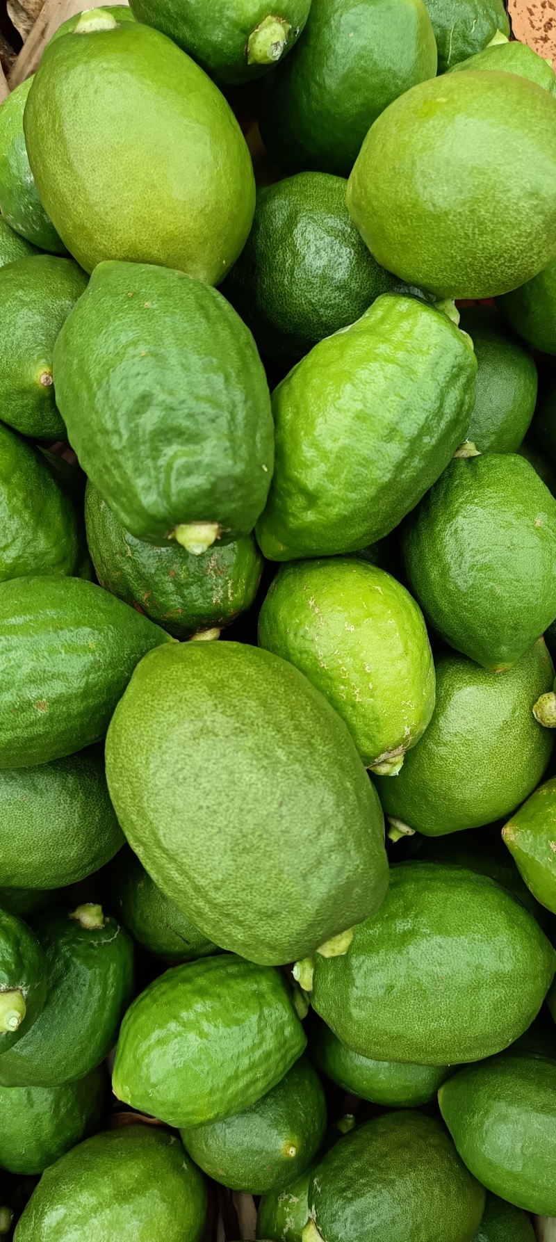云南香水柠檬无籽柠檬露天种植大口茶冷饮店专用