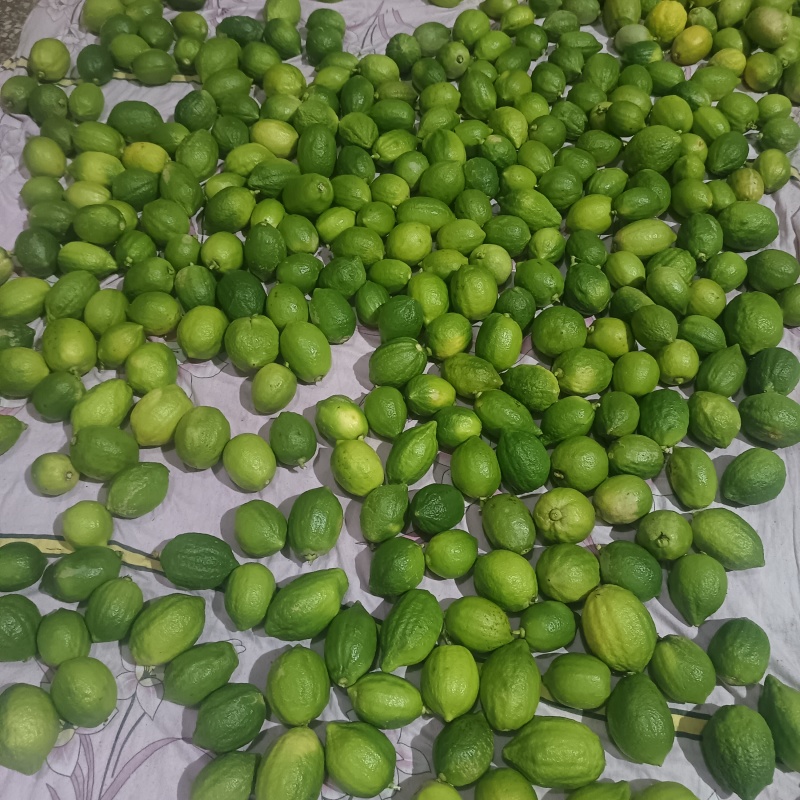 云南香水柠檬无籽柠檬露天种植大口茶冷饮店专用