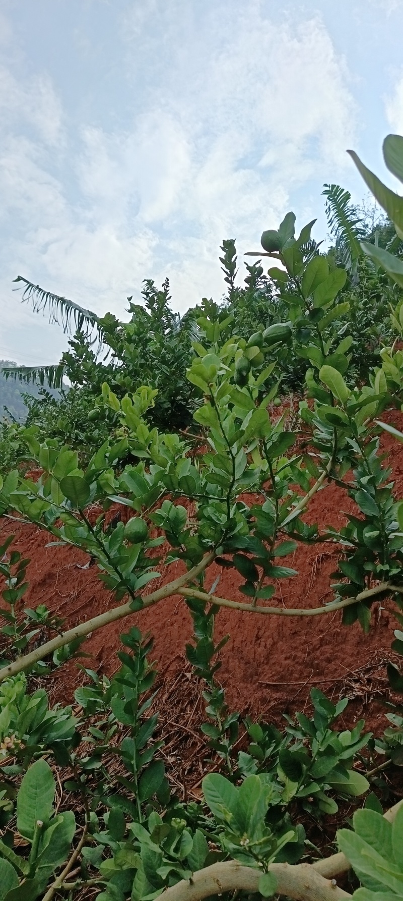 云南香水柠檬无籽柠檬露天种植大口茶冷饮店专用