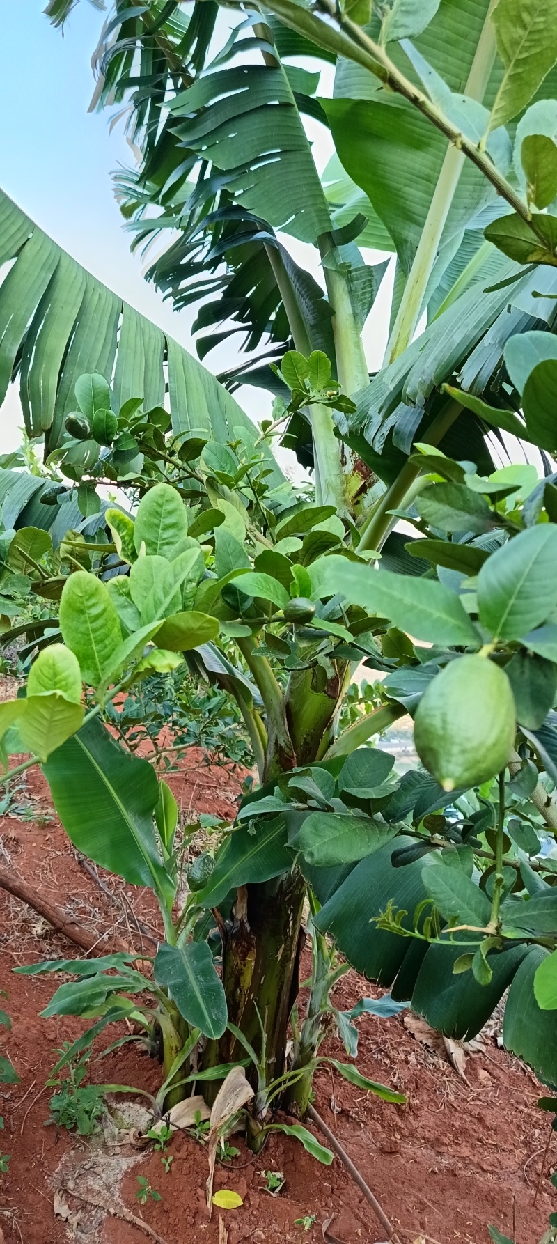 云南香水柠檬无籽柠檬露天种植大口茶冷饮店专用
