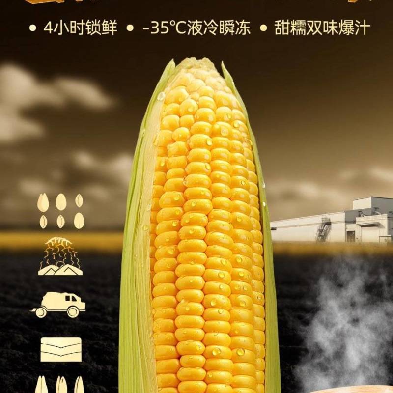 鲜食玉米密甜糯4号手工采摘液冷锁鲜冷链储存电联