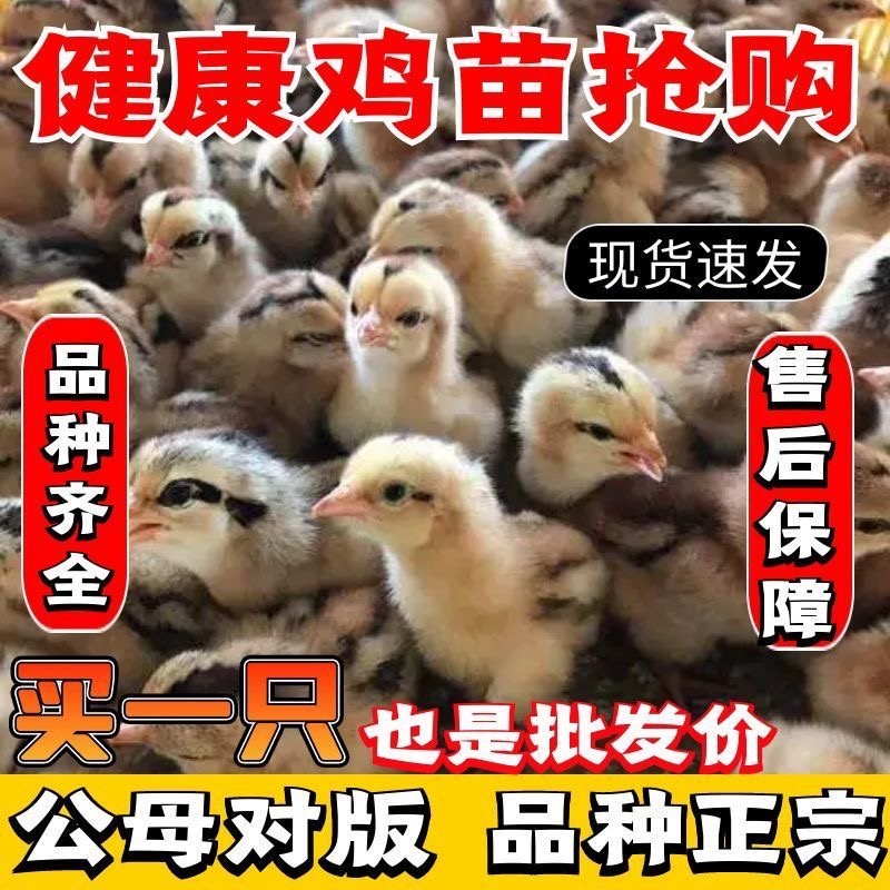 土鸡苗三黄鸡苗脱温鸡分公母易养活提供技术全国包邮