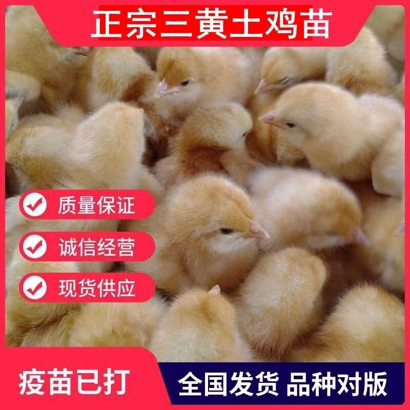 土鸡苗三黄鸡苗脱温鸡分公母易养活提供技术全国包邮