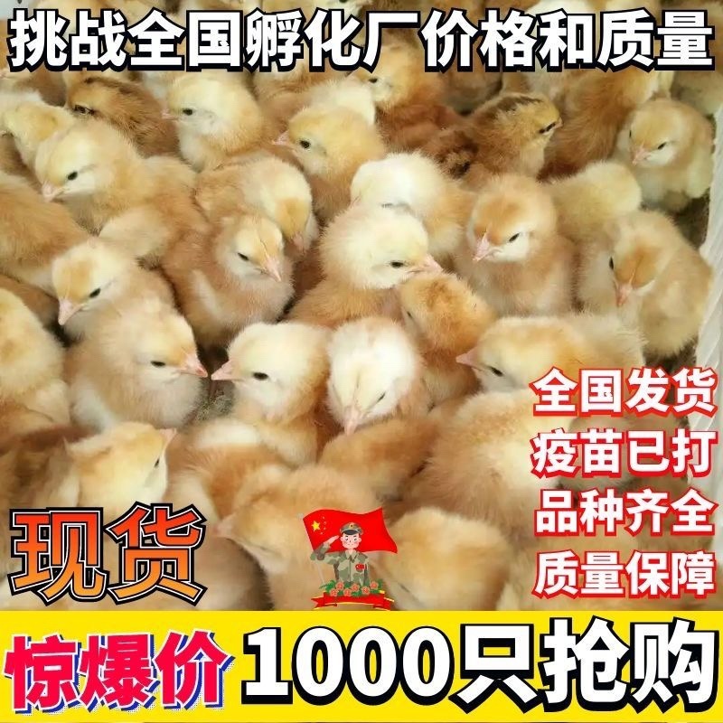 土鸡苗三黄鸡苗脱温鸡分公母易养活提供技术全国包邮