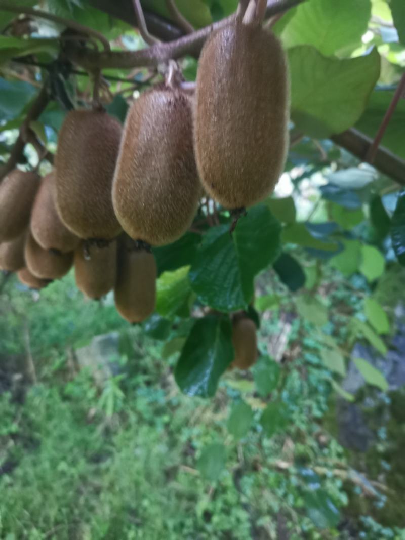 贵长猴桃