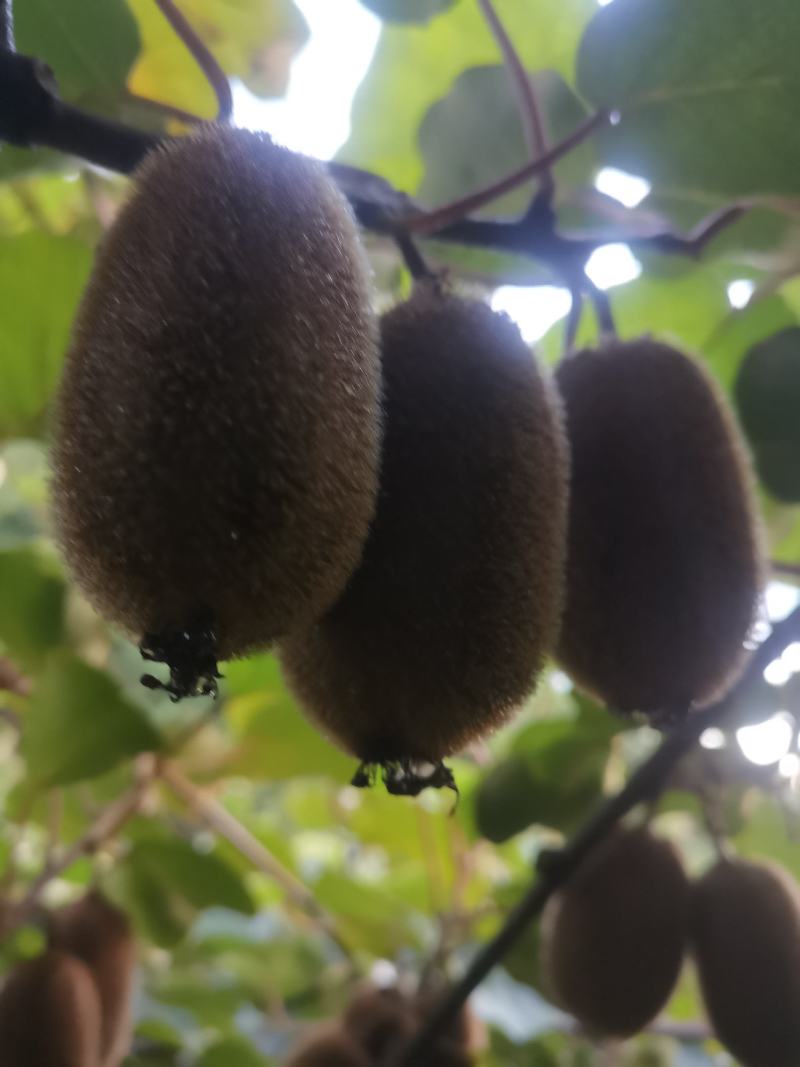 贵长猴桃