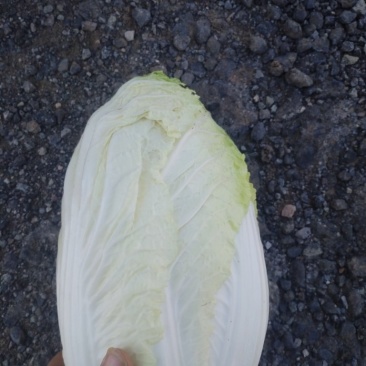 大白菜