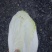 大白菜