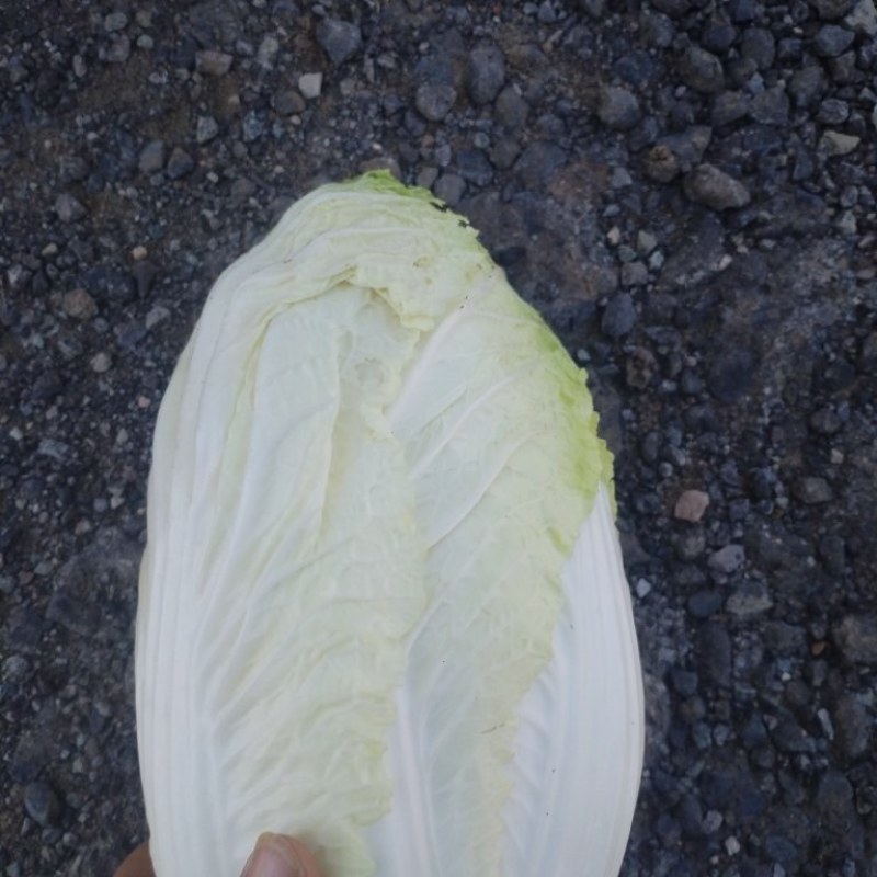 大白菜