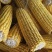 鲜食玉米密甜糯4号手工采摘液冷锁鲜冷链储存电联