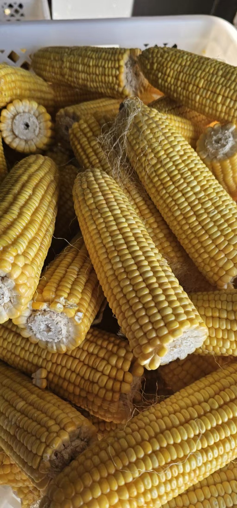 鲜食玉米密甜糯4号手工采摘液冷锁鲜冷链储存电联