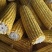 鲜食玉米密甜糯4号手工采摘液冷锁鲜冷链储存电联