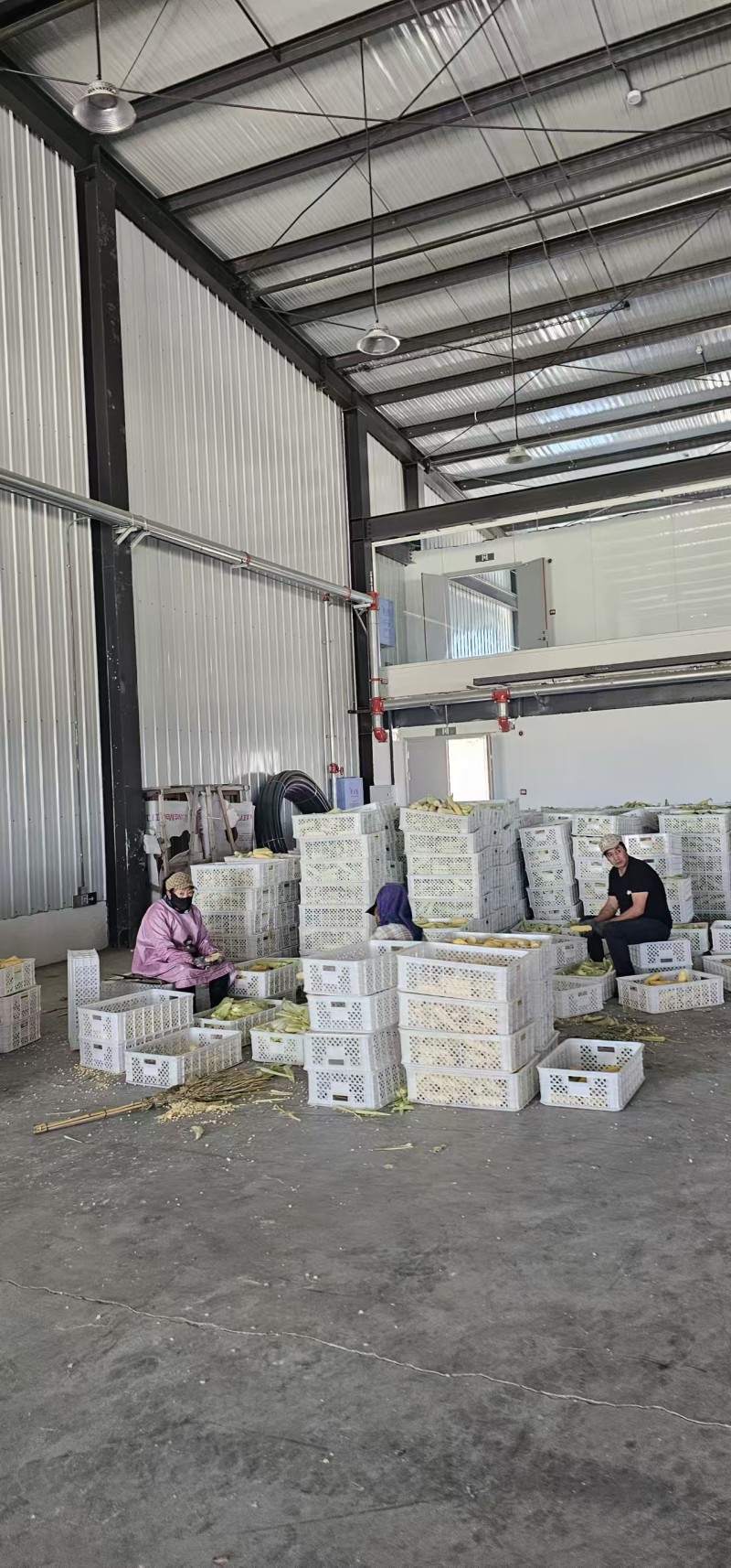 鲜食玉米密甜糯4号手工采摘液冷锁鲜冷链储存电联