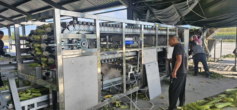 鲜食玉米密甜糯4号手工采摘液冷锁鲜冷链储存电联