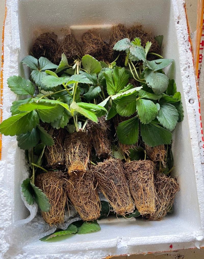 原土直发包对版草莓苗盆栽秧苗